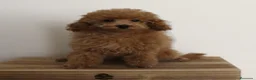 Caniche Toy perros en venta: Caniches toy machos - Anuncio 3