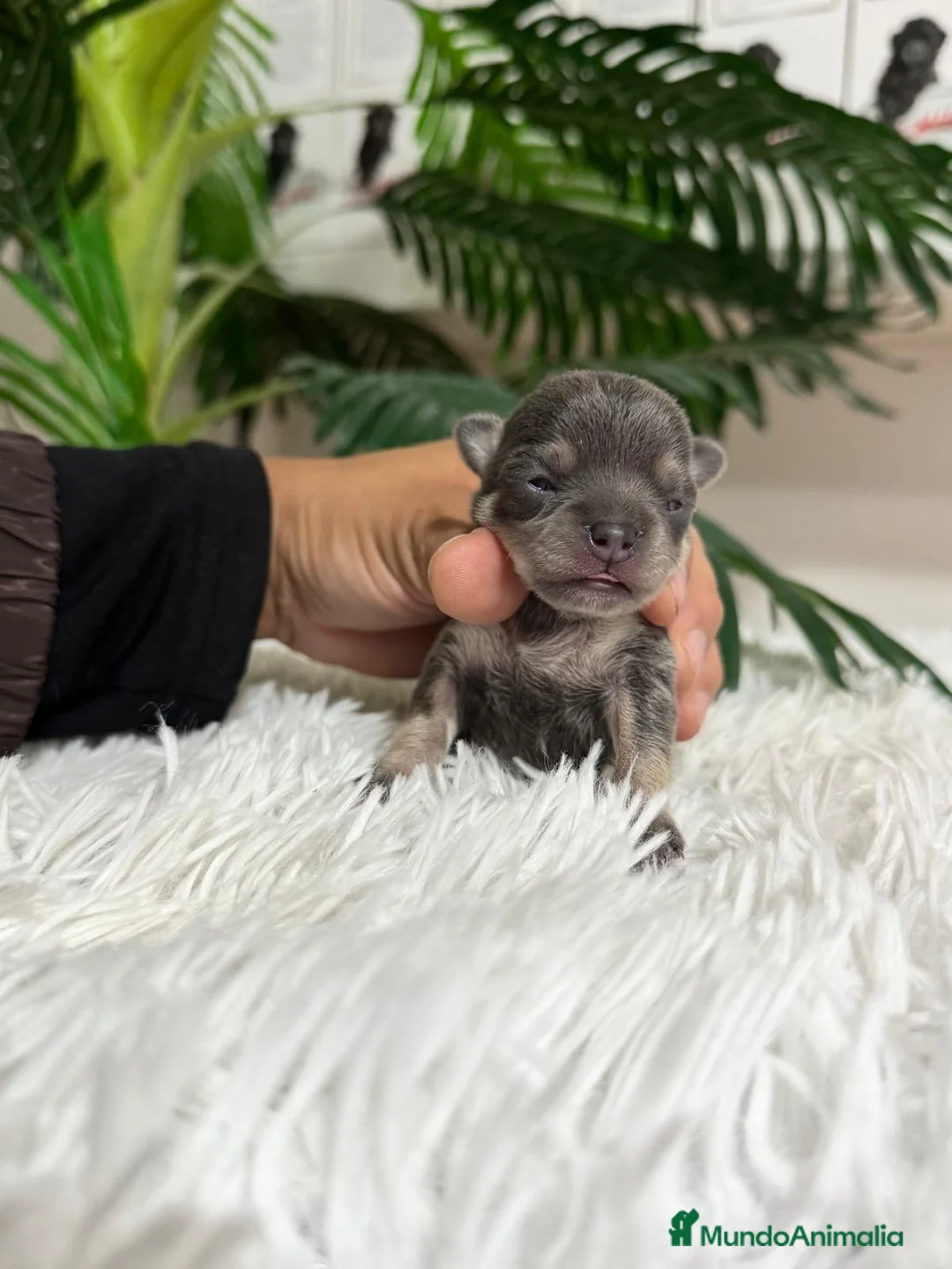 Chihuahua perros en venta: CHIHUAHUA BLUE - Anuncio 2