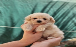 Caniche Toy perros en venta: Caniche tea cup y toy - Imagen 4