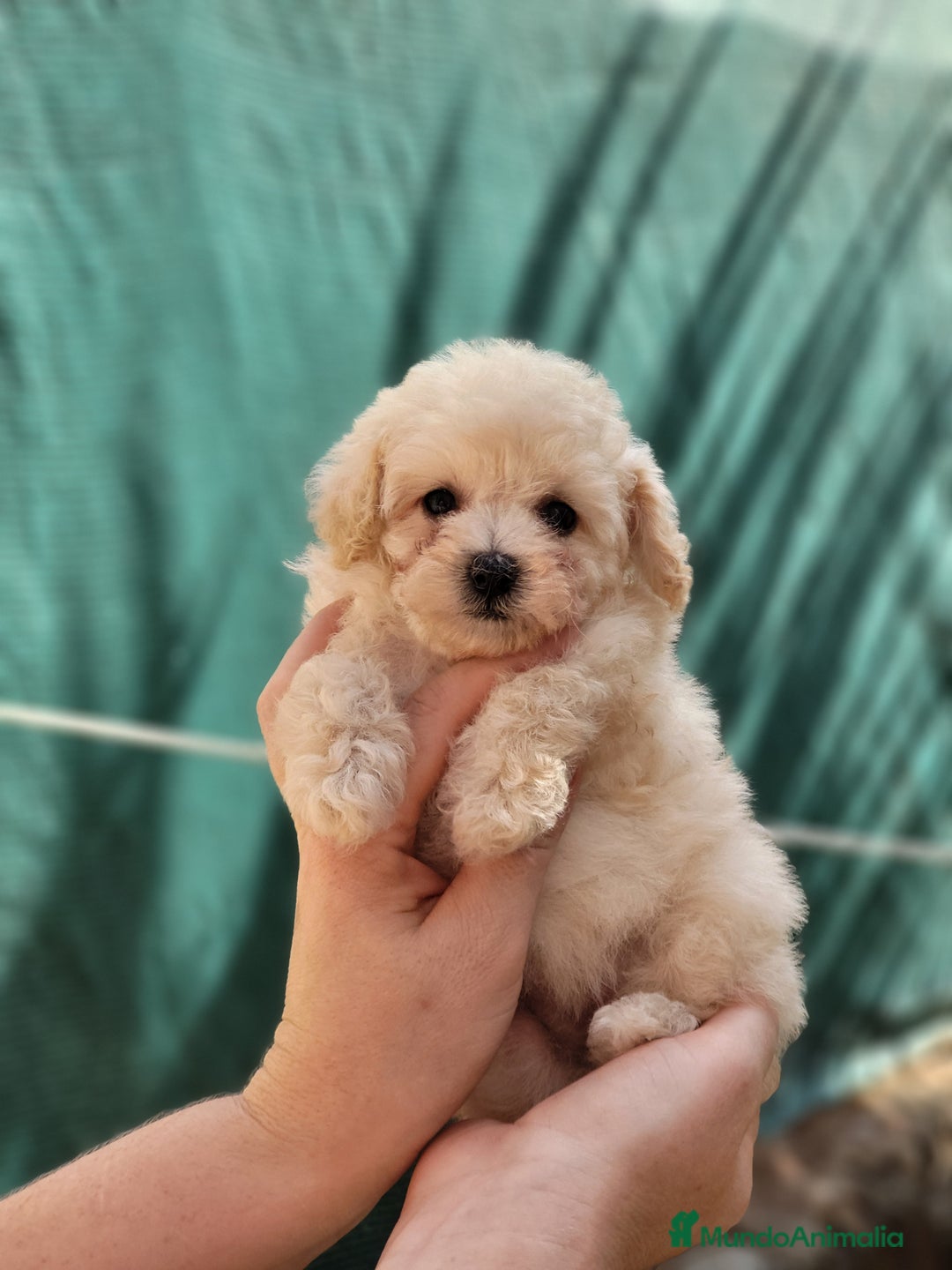 Caniche Toy perros en venta: Caniche tea cup y toy - Imagen 4