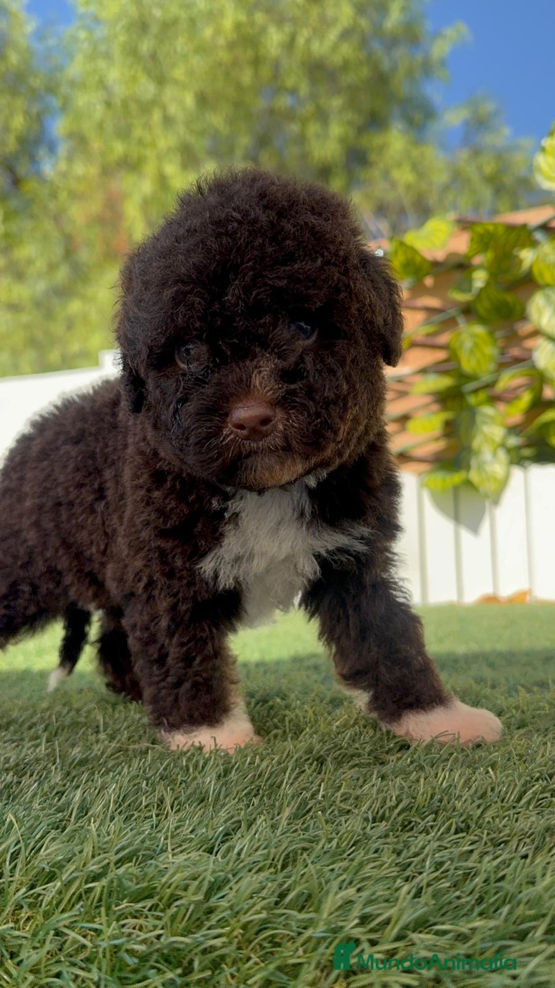 Perro de Agua Español perros en venta: PERRO DE AGUA ESPAÑOL HEMBRA - Imagen 12