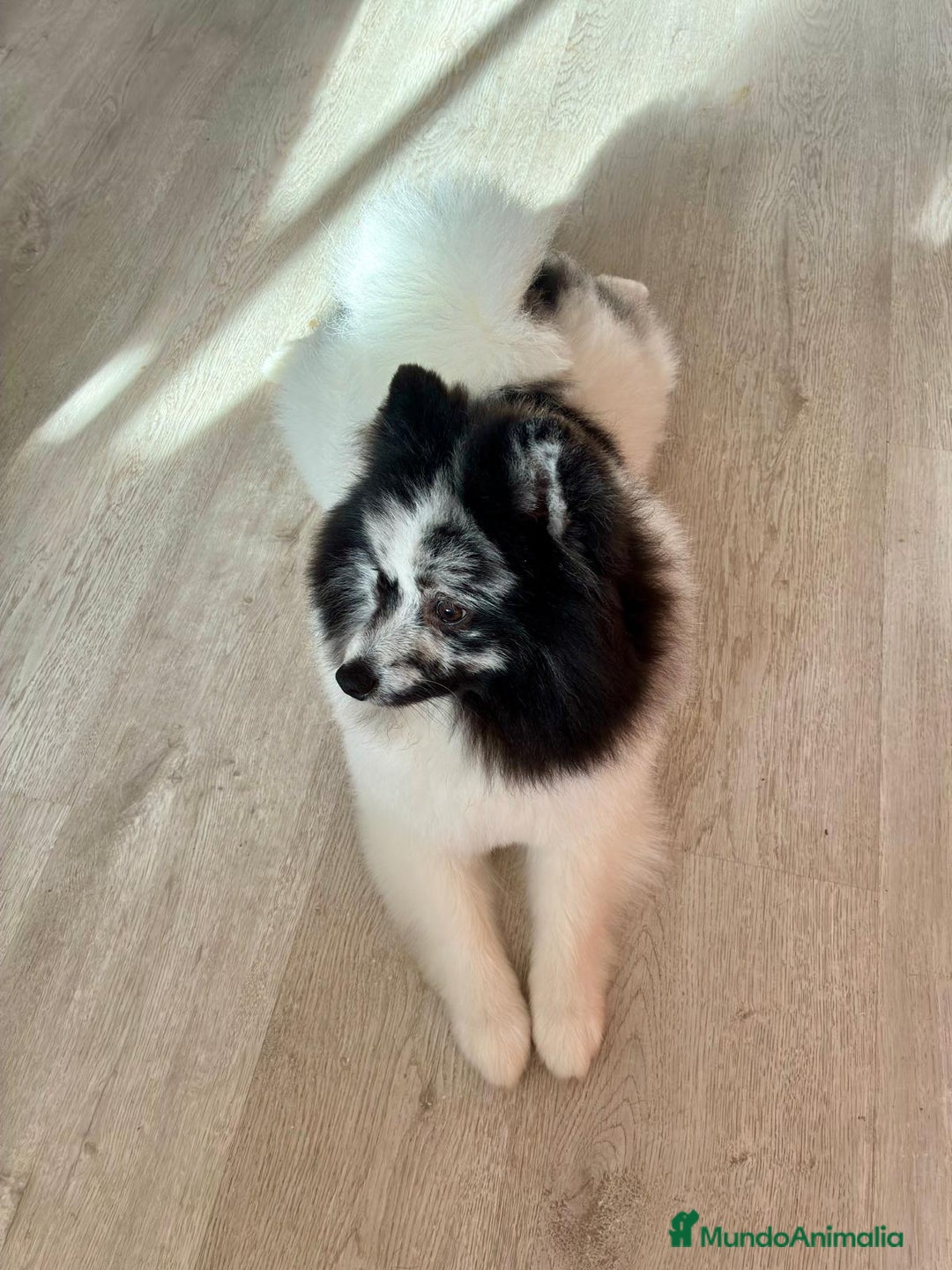 Pomerania perros en venta: Pomerañia - Anuncio 3