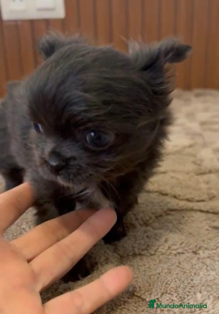 Chihuahua perros CHIHUAHUA MINI TOYS PELO LARGO - Anuncio 1