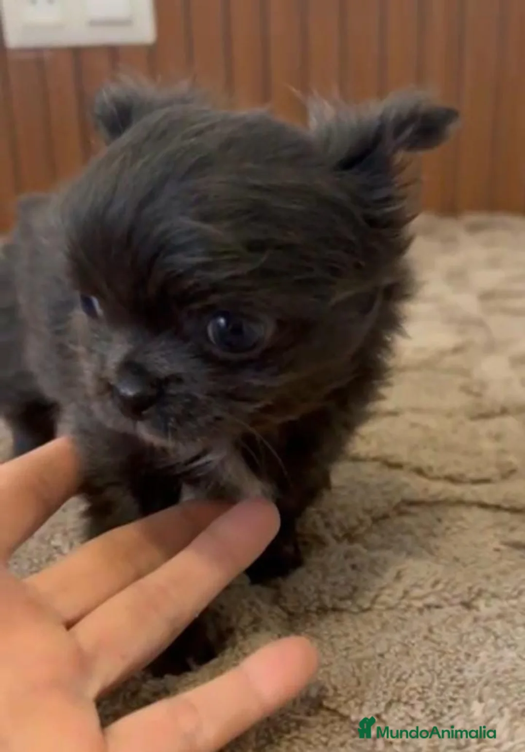 Chihuahua perros en venta: CHIHUAHUA MINI TOYS PELO LARGO - Anuncio 1