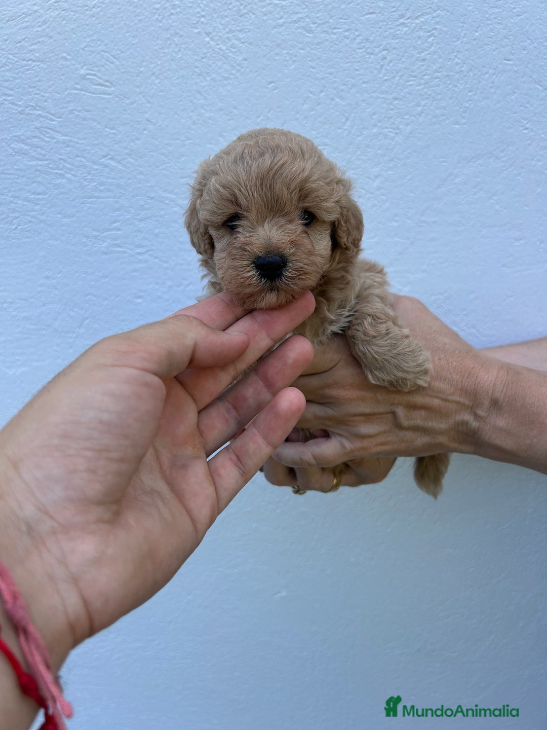 Maltipoo perros en venta: maltipoo  - Anuncio 1