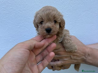 Maltipoo perros maltipoo - Anuncio 1