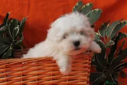 Bichón Maltés Cachorro 2