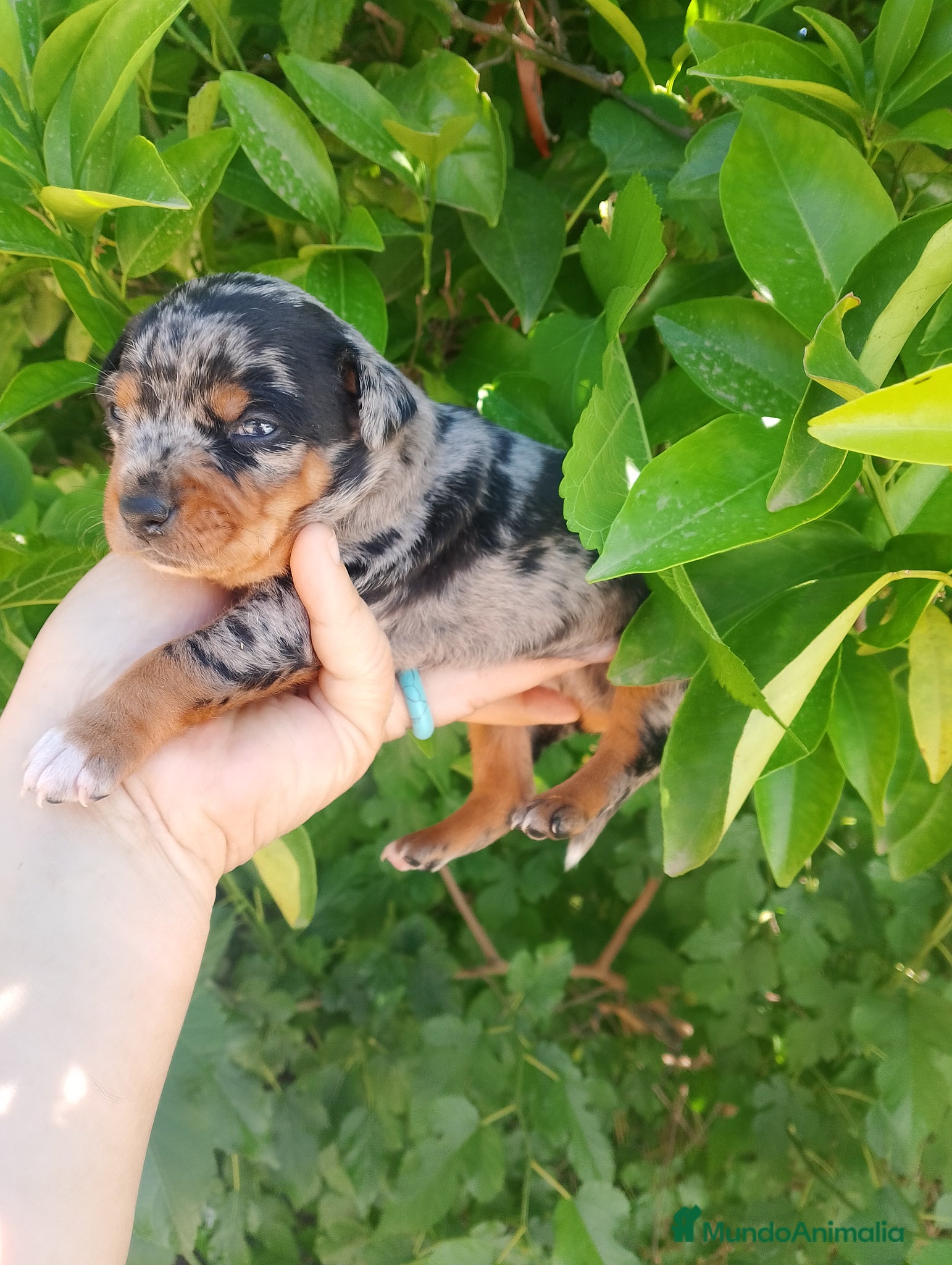Raza Mixta perros Cruce de bodequero con chihuahua  - Anuncio 6