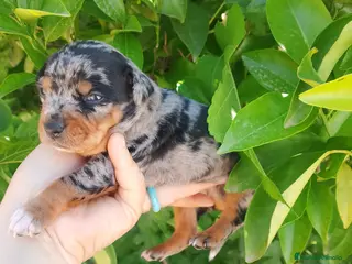 Raza Mixta perros Cruce de bodequero con chihuahua - Anuncio 6