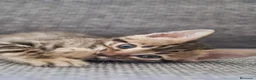 Bengalí gatos en venta: Hembra Gata Bengalí - Anuncio 7
