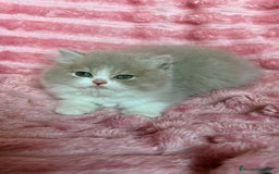 Británico de Pelo Largo gatos en venta: Monísimo gatito British  - Imagen 3