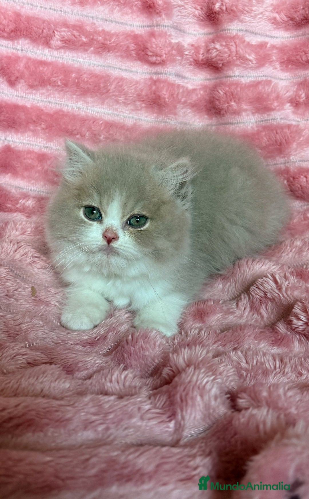 Británico de Pelo Largo gatos en venta: Monísimo gatito British  - Imagen 3