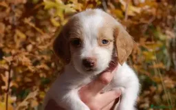 Épagneul Breton perros en venta: BRETON, ULTIMOS CACHORROS EN PRECIO ESPECIAL  - Imagen 1