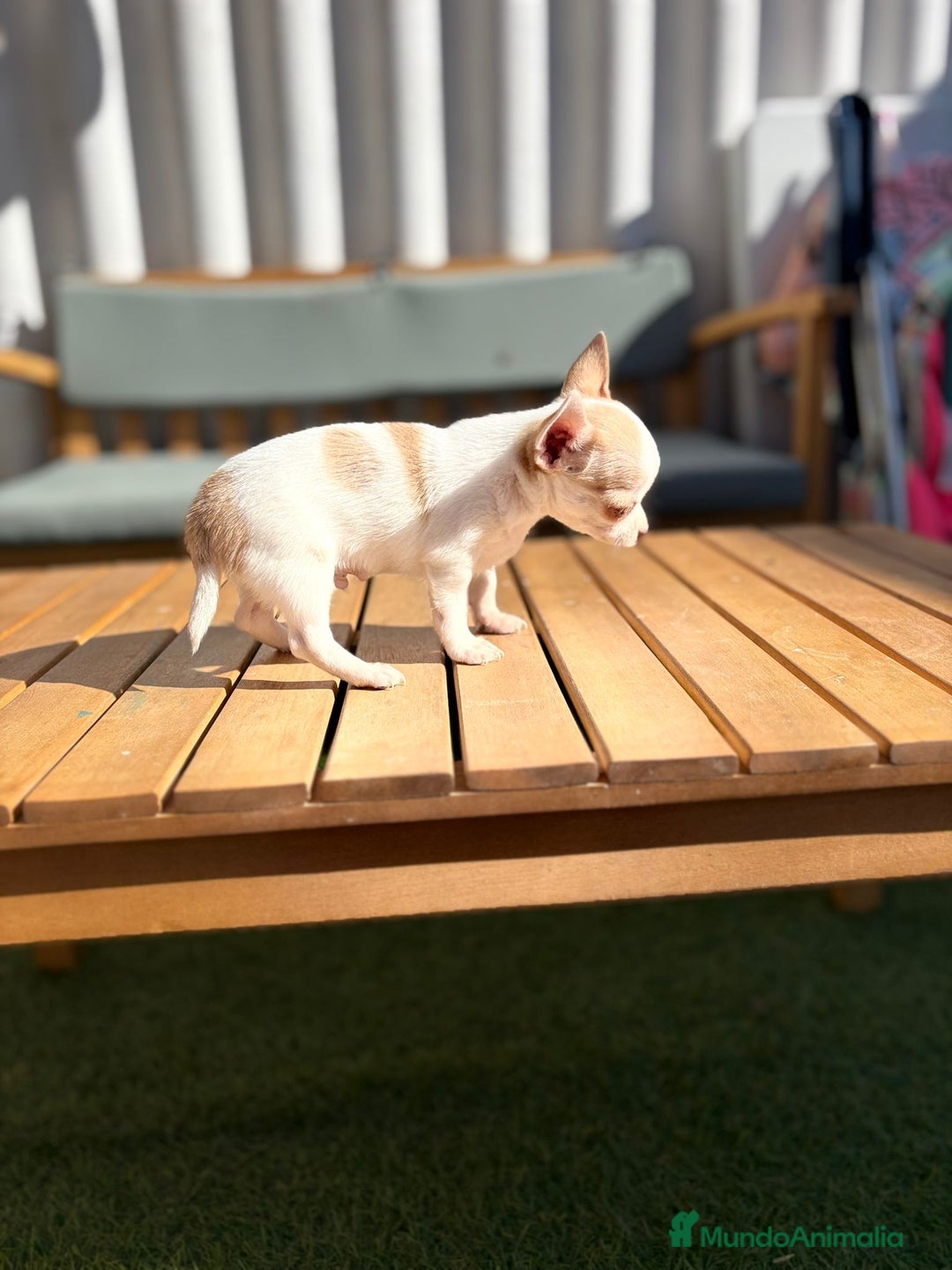 Chihuahua perros en venta: Chihuahua toy cabeza manzana 🍏 - Imagen 7