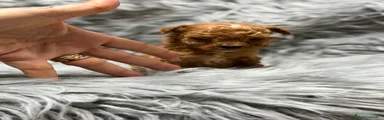 Maltipoo Cachorro 1
