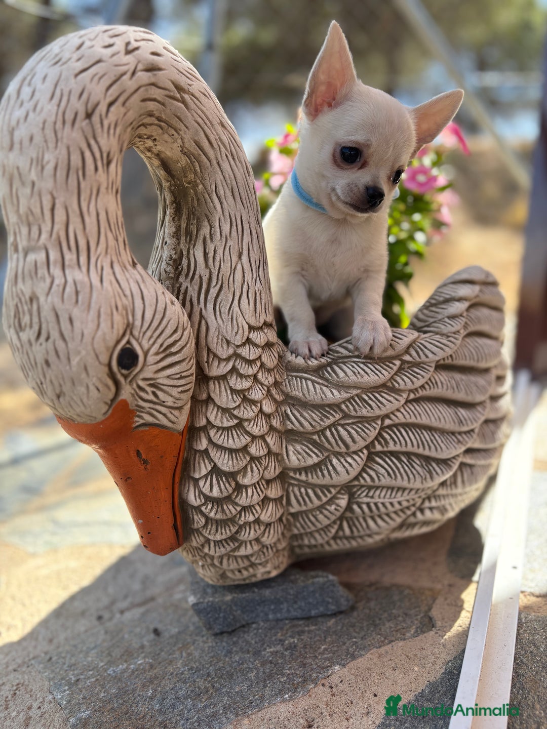 Chihuahua perros en venta: Chihuahua pelo corto fotos actuales  - Imagen 3