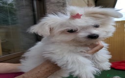 Bichón Maltés perros en venta: Camada de bichón maltés - Imagen 22