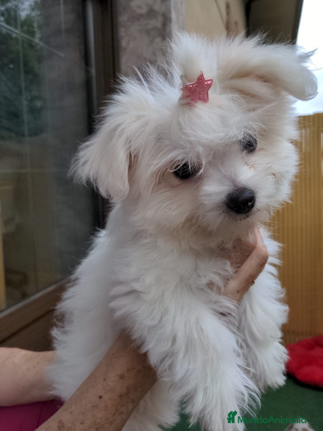 Bichón Maltés perros en venta: Camada de bichón maltés - Imagen 22