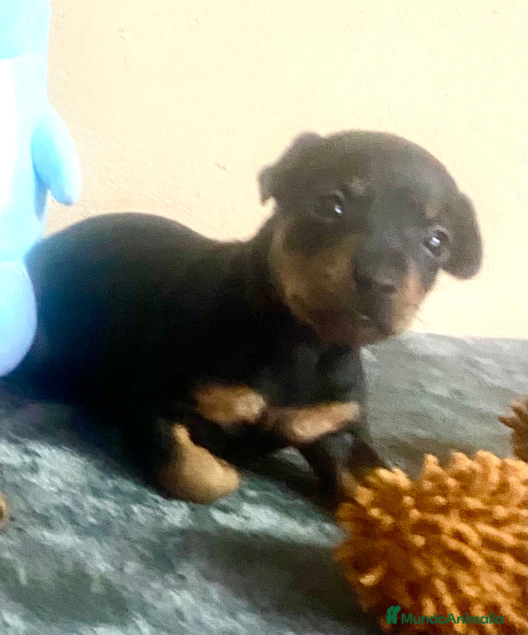 Pinscher Miniatura perros en venta: Pincher Miniatura - Anuncio 7