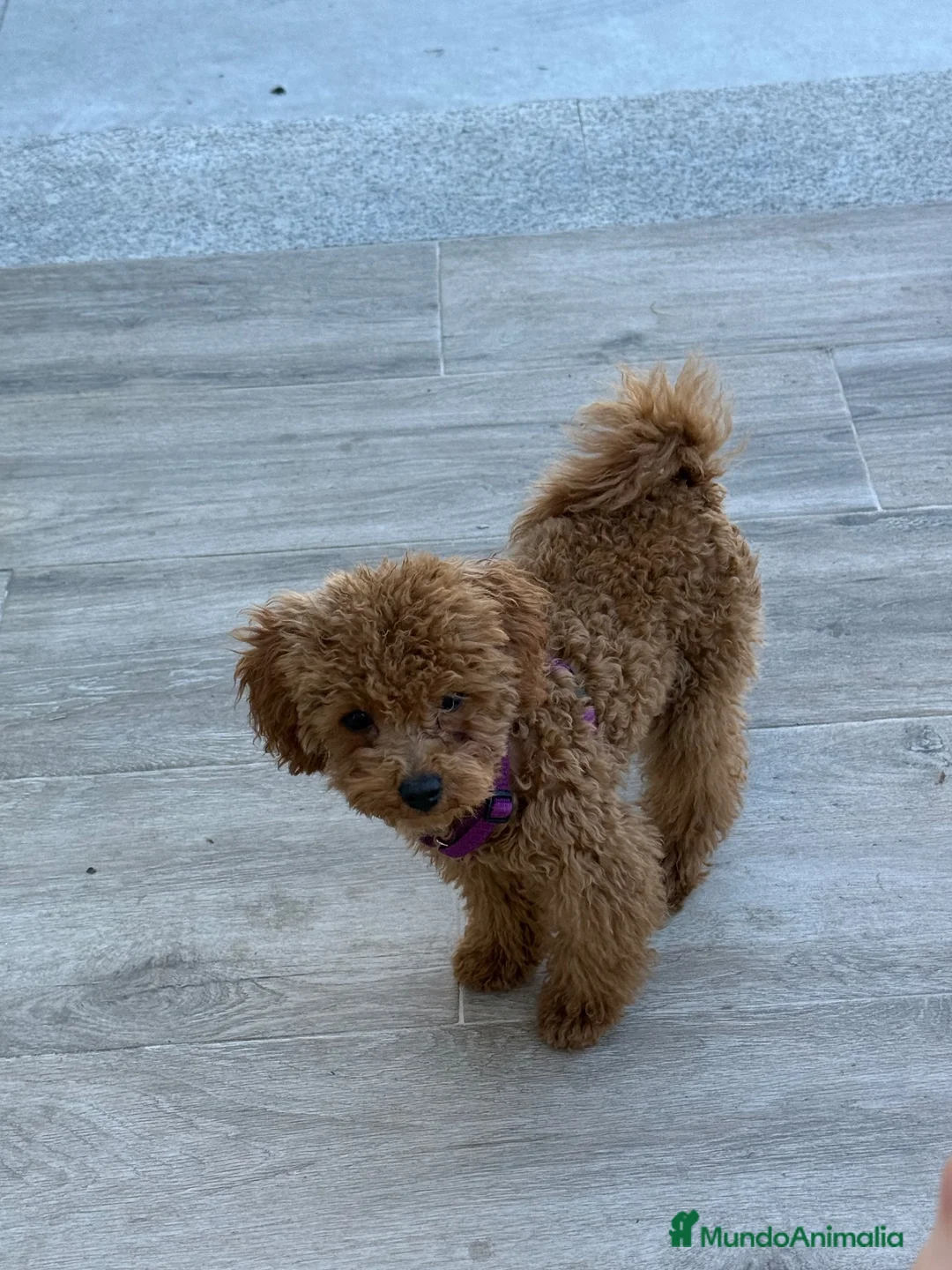 Caniche Toy perros en venta: Cachorro, macho de caniche Toy - Anuncio 1
