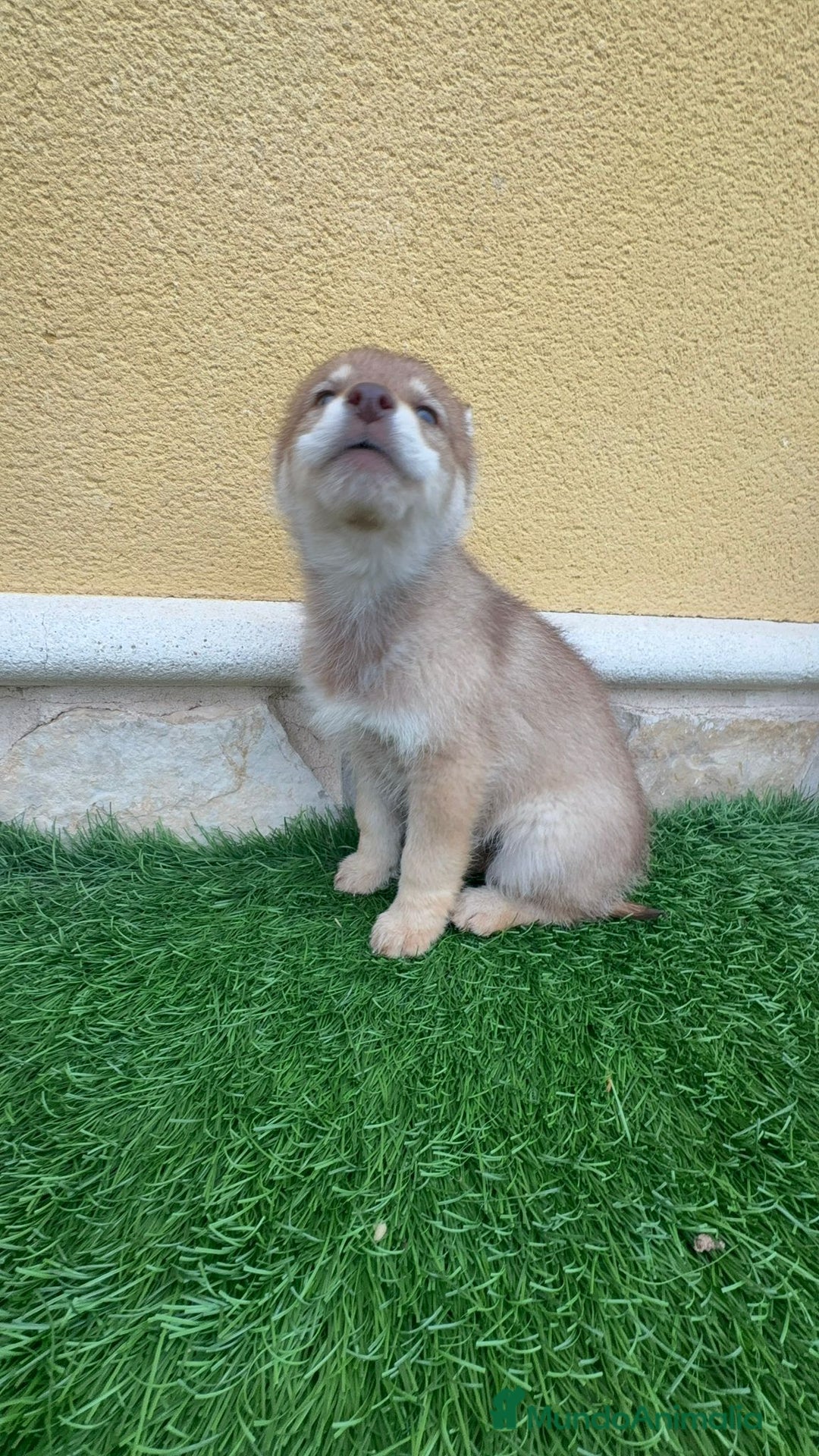 Perro Lobo de Saarloos perros en venta: Perro lobo ibérico hembra roja - Anuncio 5