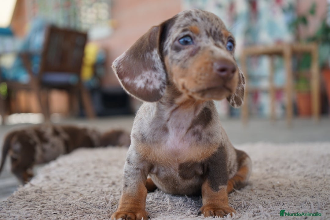 Teckel Miniatura perros en venta: 🐾 Frisco – Teckel miniatura merlé chocolate 🐾 - Imagen 6
