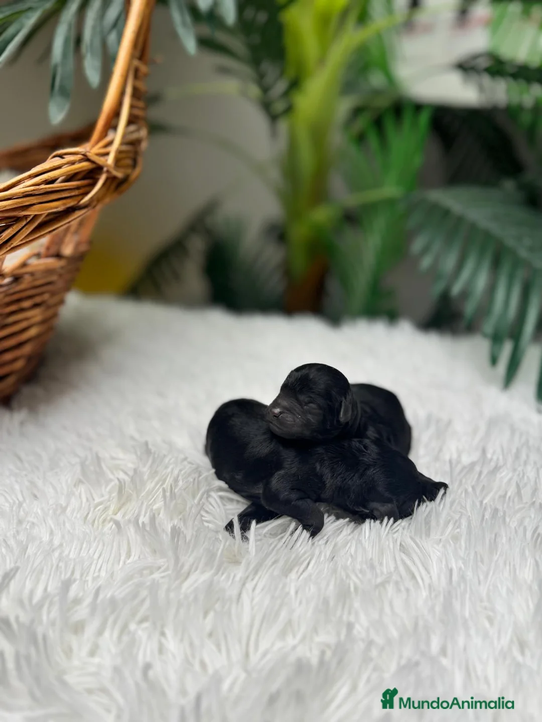 Caniche Toy perros en venta: CANICHE TOY  - Anuncio 12