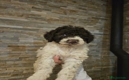 Perro de Agua Español perros en venta: Perros de agua bicolor - Imagen 2