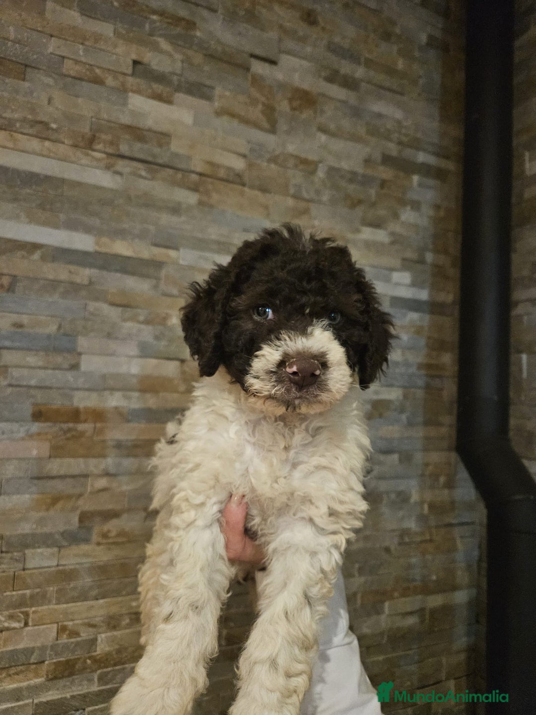 Perro de Agua Español perros en venta: Perros de agua bicolor - Imagen 2