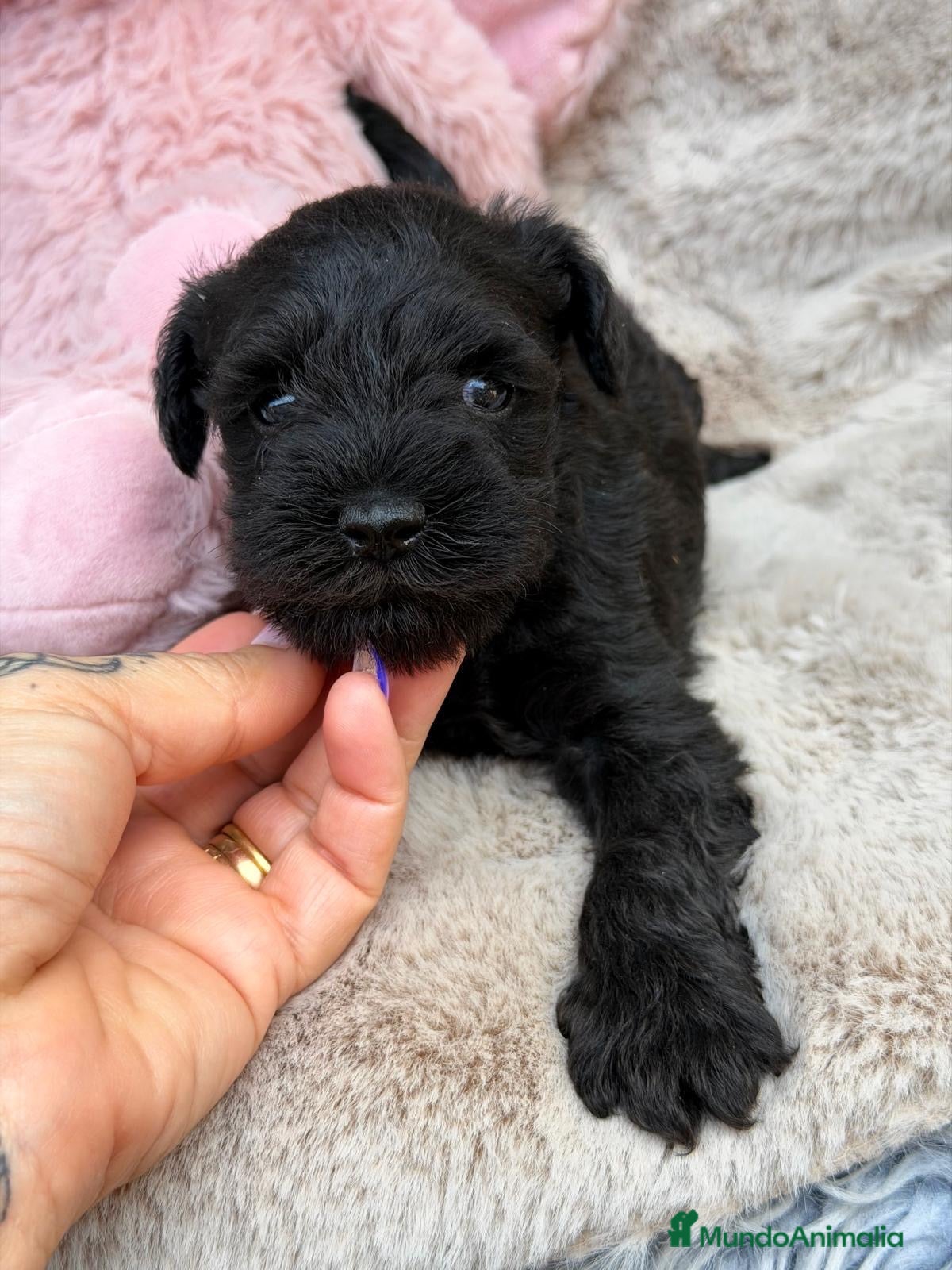 Schnauzer Mediano perros Camada schnauzer 🐾 - Anuncio 1