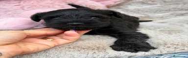 Schnauzer Mediano 1