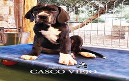 Dogo Alemán perros en venta: Cachorros de Dogo Alemán - Imagen 9