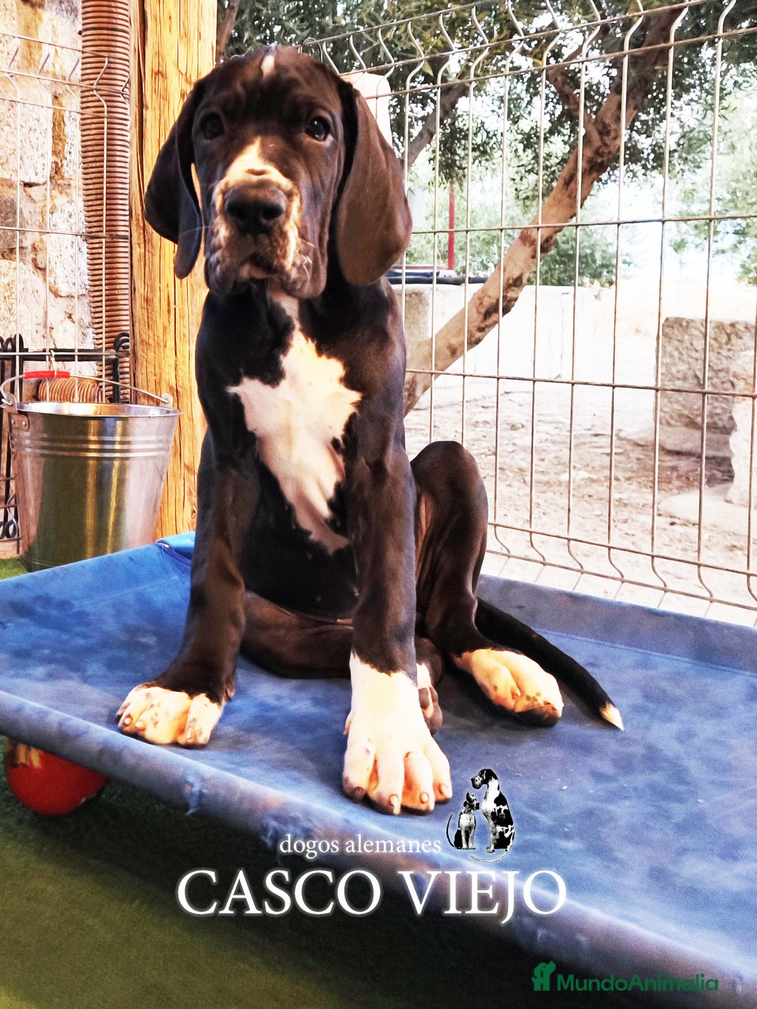 Dogo Alemán perros en venta: Cachorros de Dogo Alemán - Imagen 9
