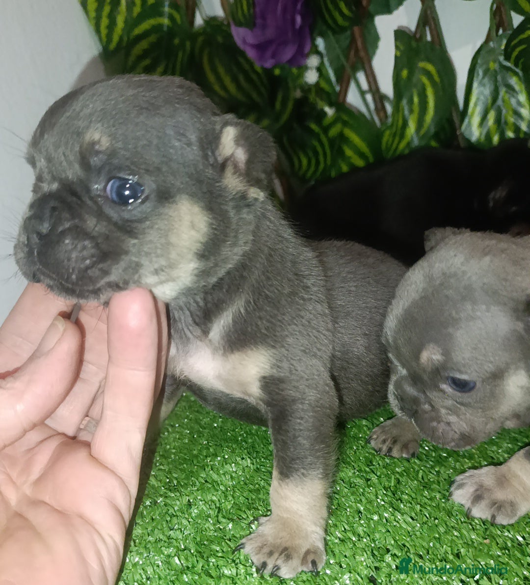 Bulldog Francés perros en venta: Bulldog francés  - Anuncio 5