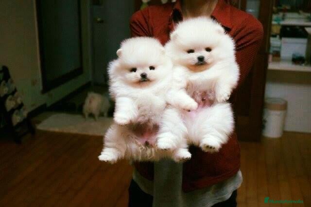 Pomerania perros LOS POMERANIA MÁS TIERNOS!!!! en Badajoz - Anuncio 11