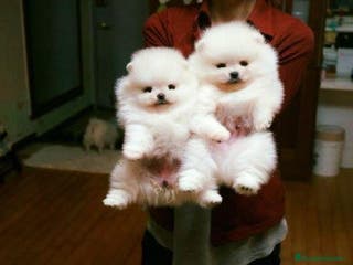 Pomerania perros LOS POMERANIA MÁS TIERNOS!!!! en Badajoz - Anuncio 12