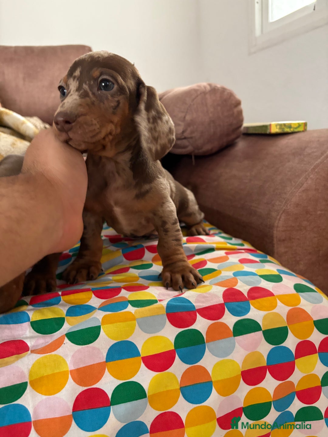 Teckel perros en venta: Teckels miniatura y kaninchen  - Anuncio 2