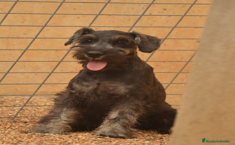 Schnauzer Miniatura perros - Anuncio 5