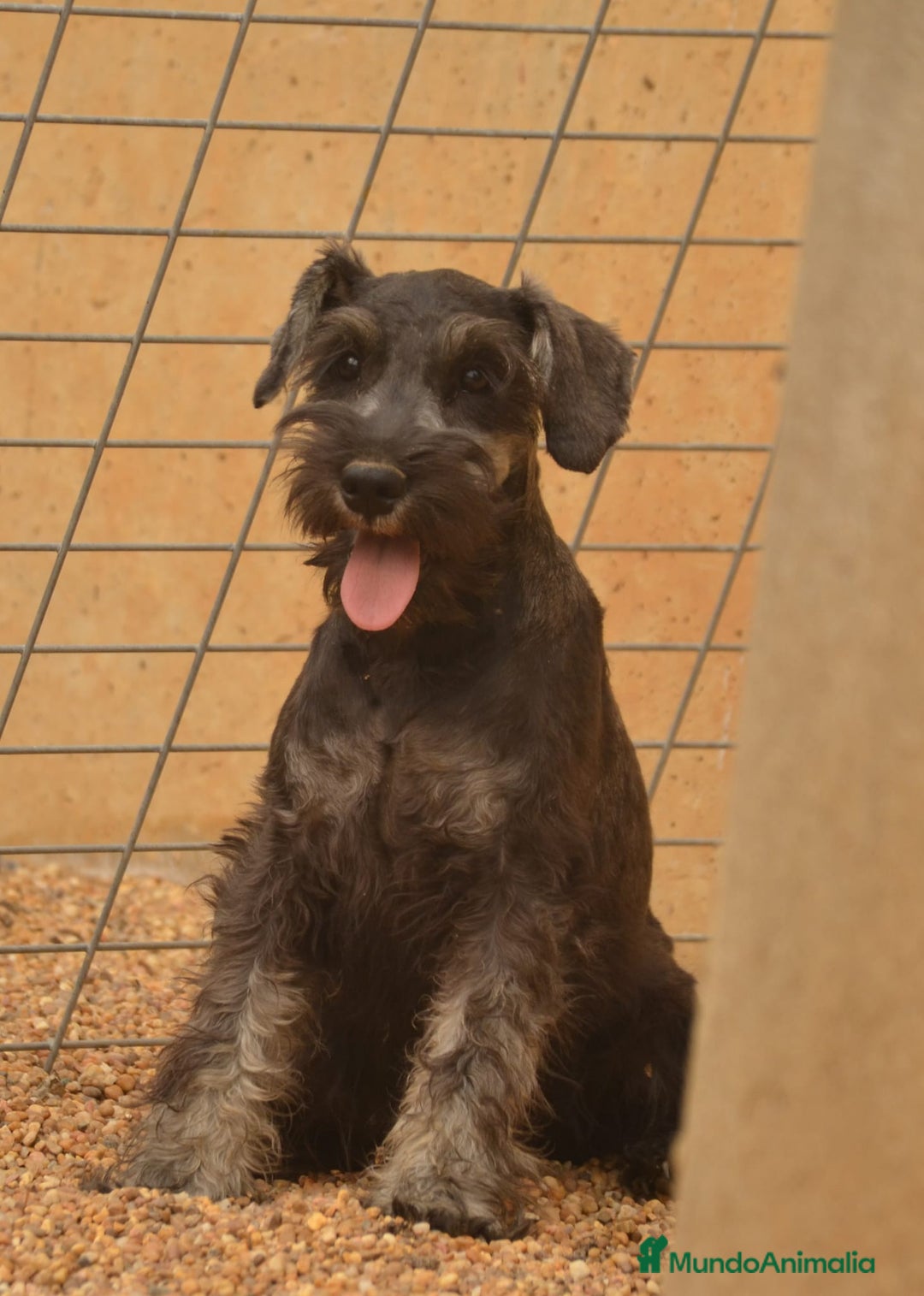 Schnauzer Miniatura perros en venta: Schnauzer miniatura  - Imagen 1