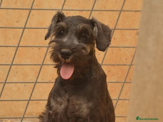 Schnauzer Miniatura perros - Anuncio 8