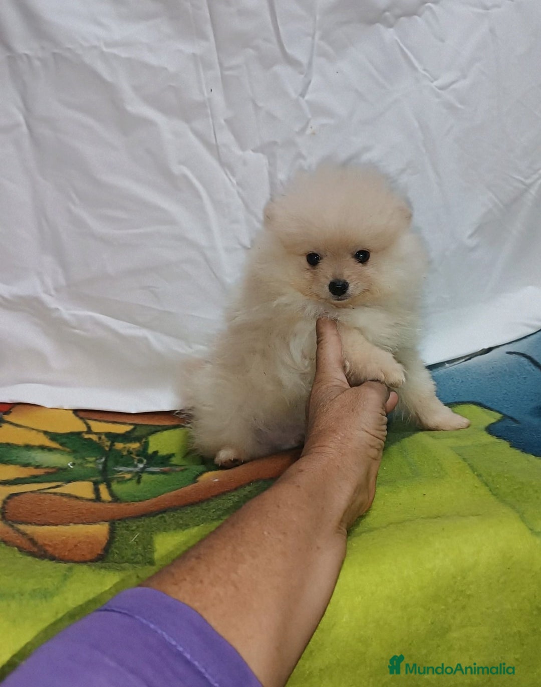 Pomerania perros en venta: PRECIOSO MACHITO CHIQUITIN DE POMERANIA - Imagen 1