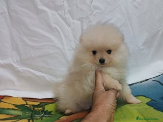 Pomerania perros - Anuncio 2
