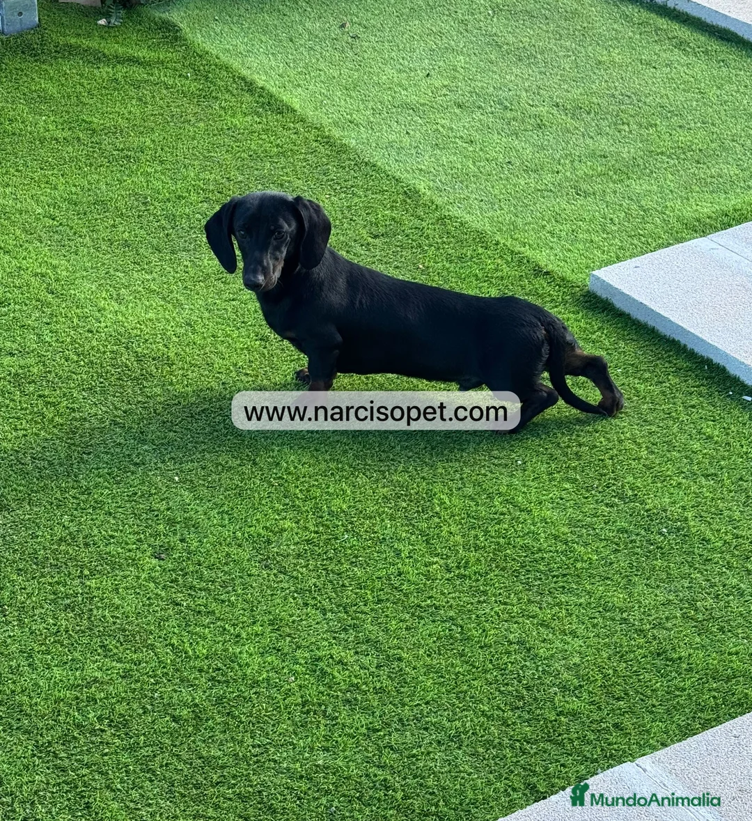 Teckel Miniatura perros en venta: CACHORRO TECKEL 5 MESES - Anuncio 8