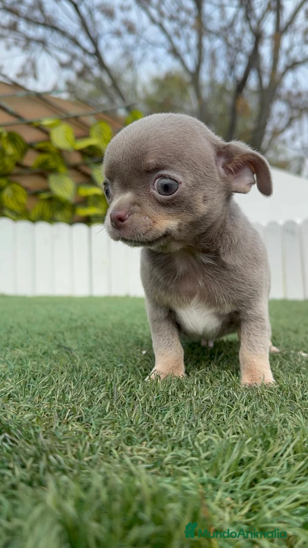 Chihuahua perros en venta: CHIHUAHUA LILAC AND TAN - Anuncio 17