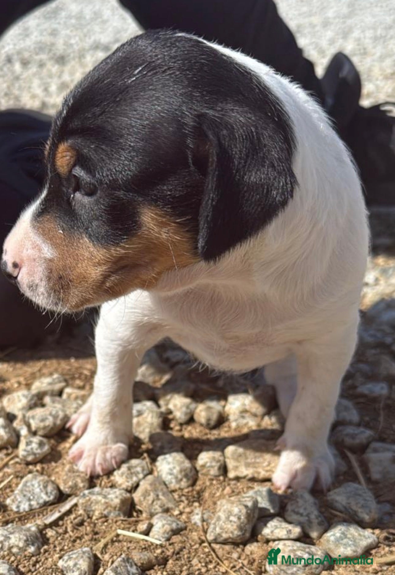 Ratonero Bodeguero Andaluz perros Bodeguero andaluz  - Anuncio 7