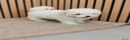 Bichón Maltés perros en venta: Bichón maltes Hembra disponibles  - Anuncio 4