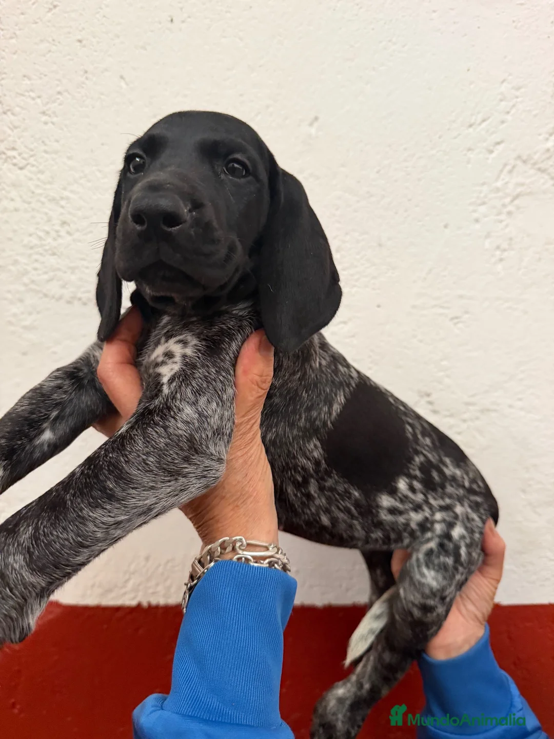 Braco Alemán de Pelo Corto perros en venta: Macho Braco Alemán con Pedigrí - Anuncio 2