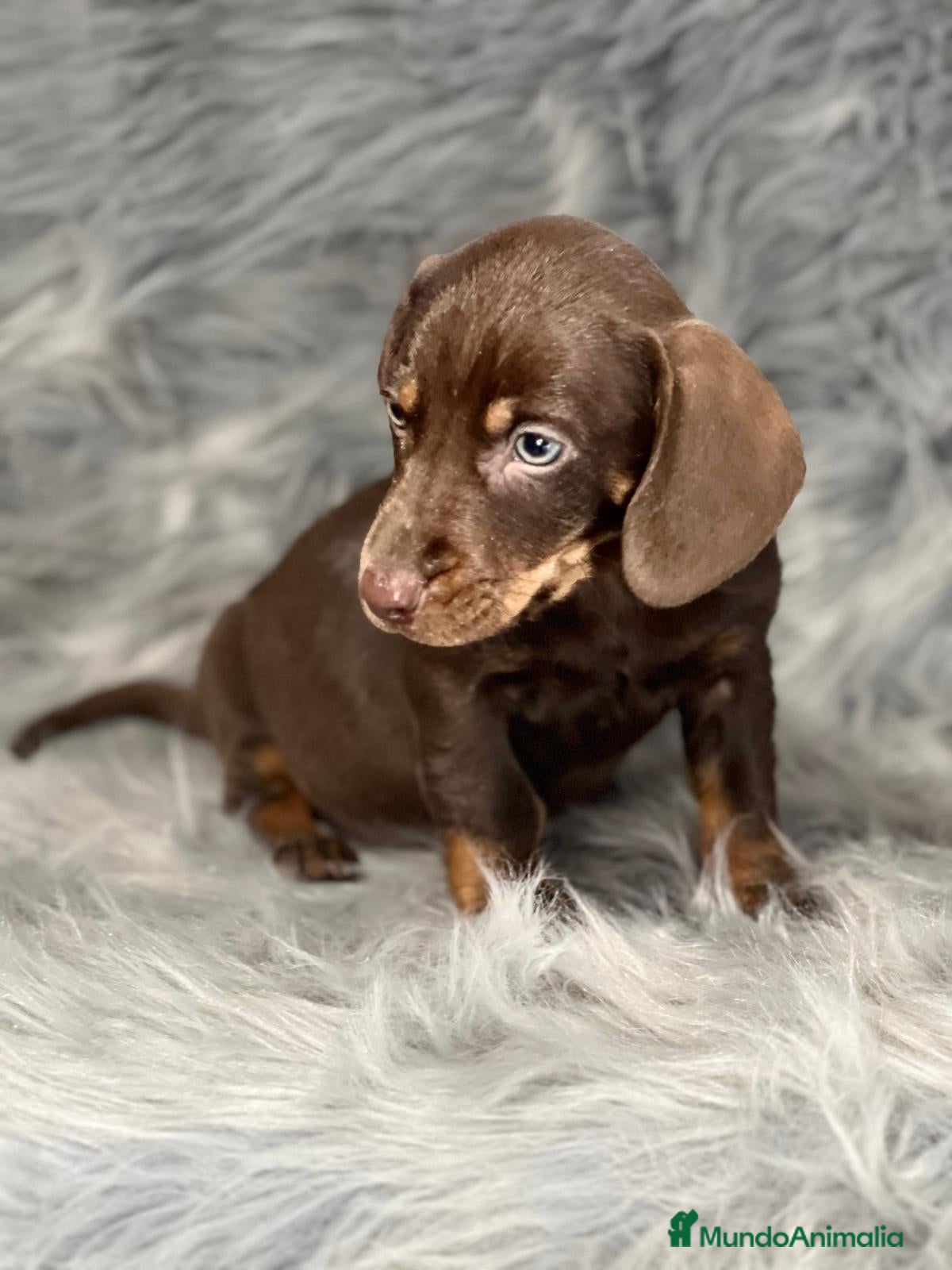 Teckel Miniatura perros TECKEL CHOCOLATE MINIATURA DISPONIBLE en Barcelona - Anuncio 2