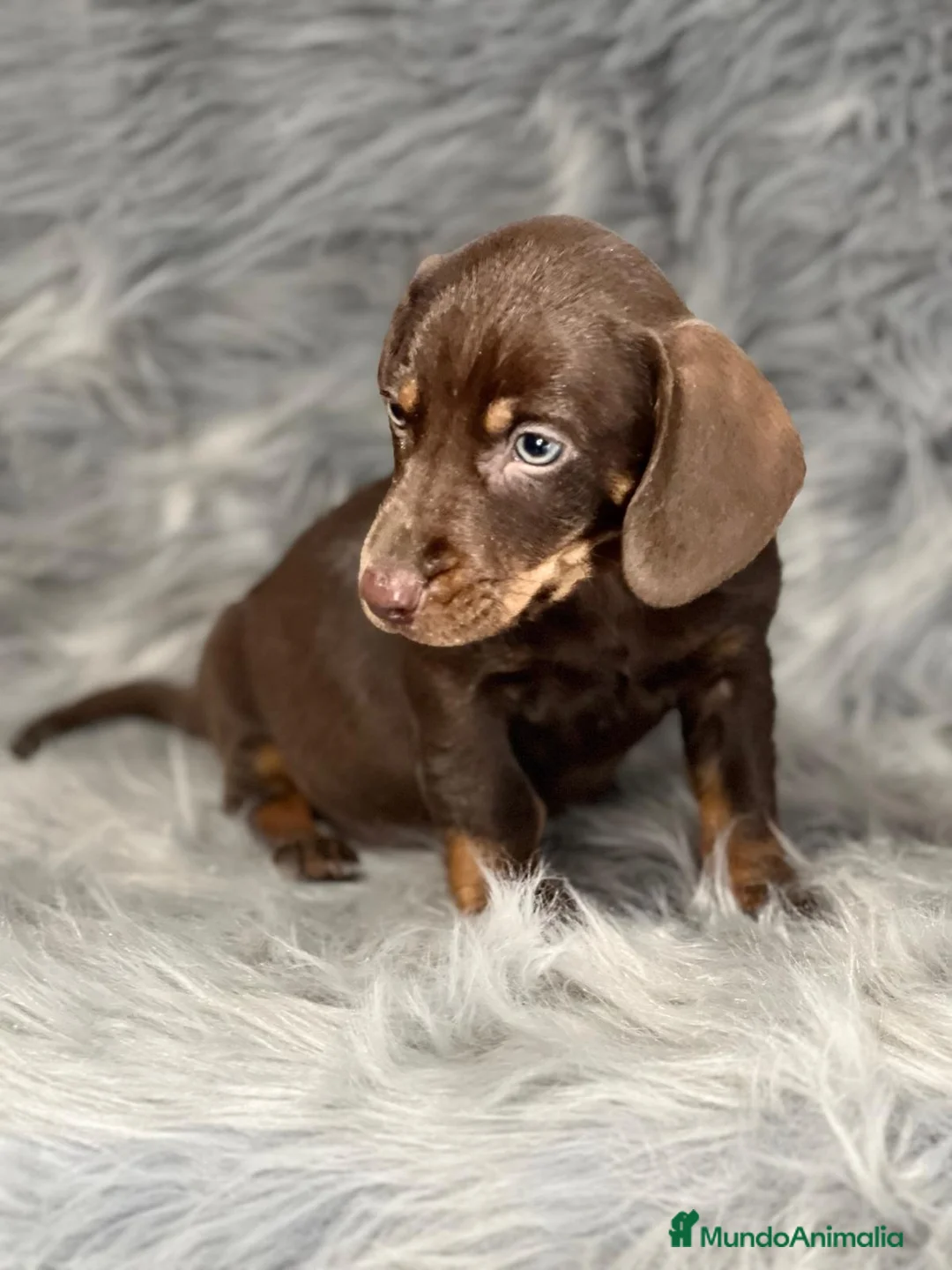 Teckel Miniatura perros en venta: TECKEL CHOCOLATE MINIATURA DISPONIBLE en Barcelona - Anuncio 2