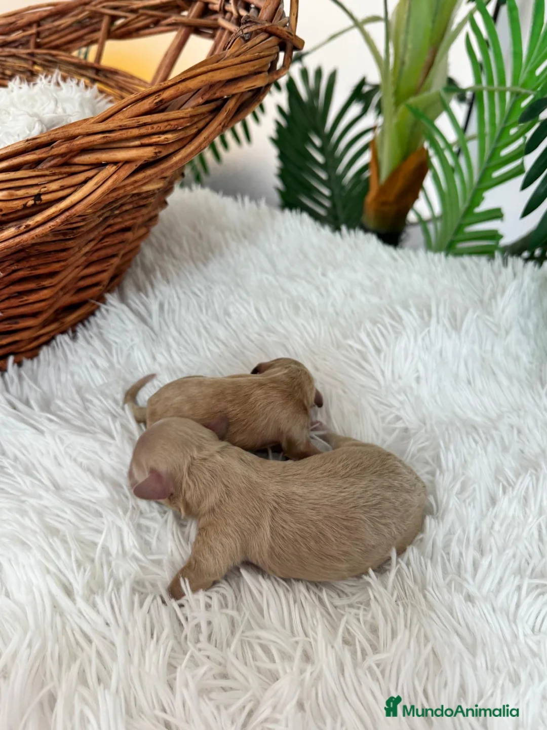 Maltipoo perros en venta: MALTIPOO HEMBRA - Anuncio 14